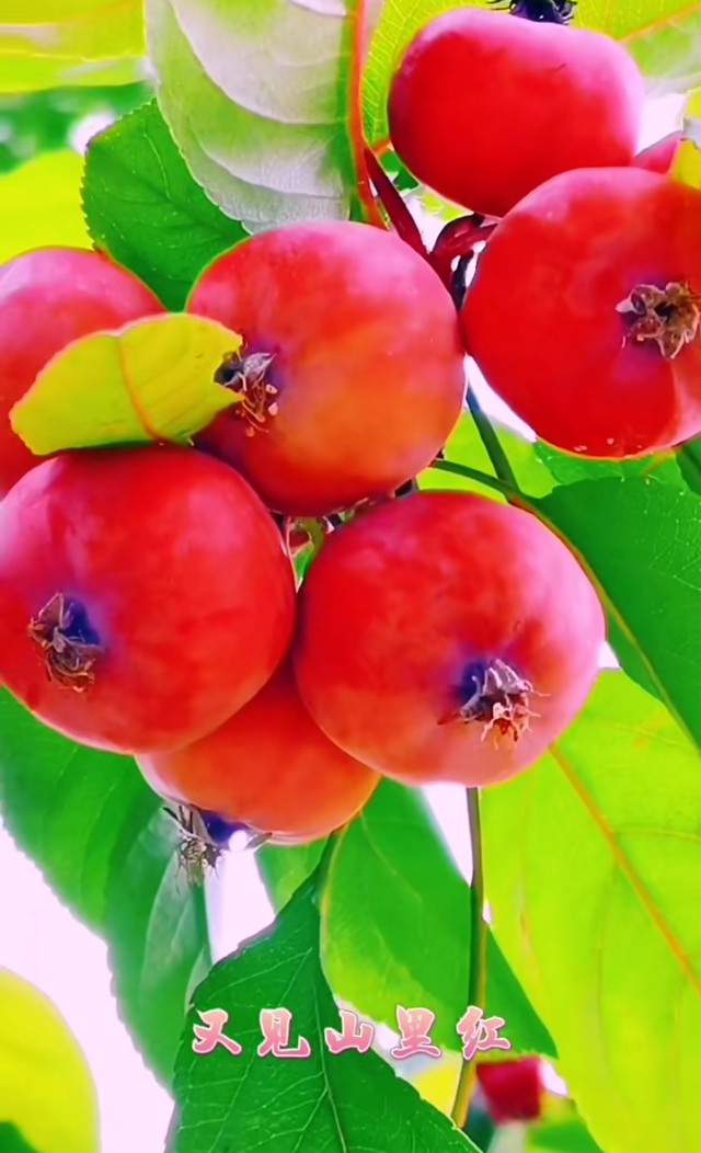 漂亮桌面壁纸,最漂亮的手机桌面壁纸