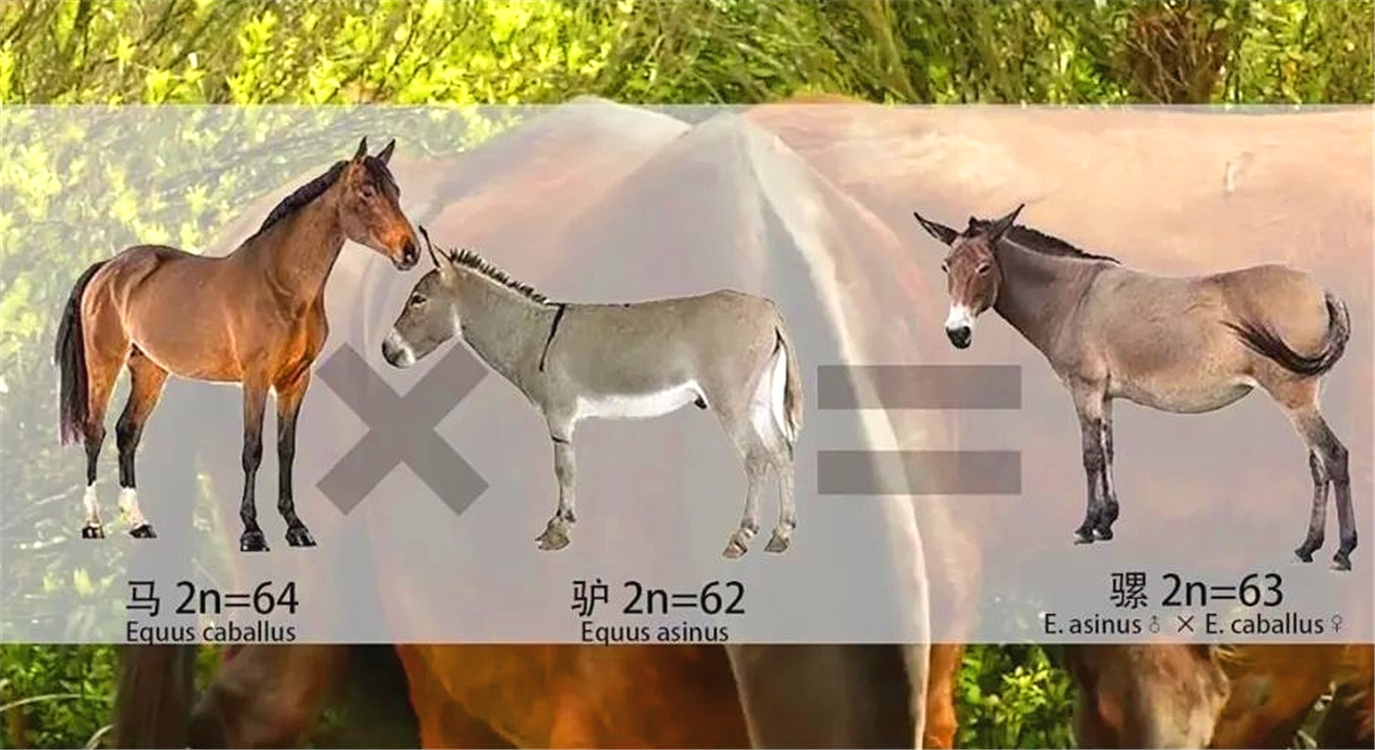 人类和猩猩有共同祖先吗,人类和大猩猩基因相似的原因