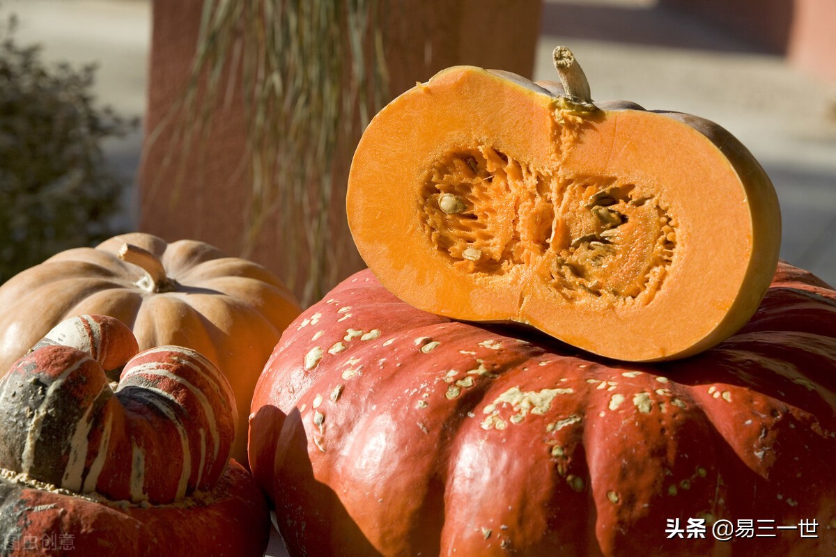 南瓜北瓜是一种瓜吗,南瓜北瓜都是瓜