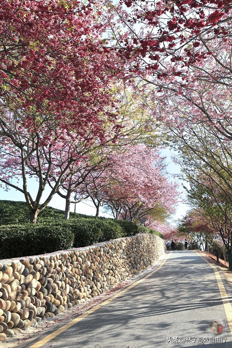 千亩茶山，十里樱花，永福樱花正值颜值巅峰，看完这篇绝不踩坑