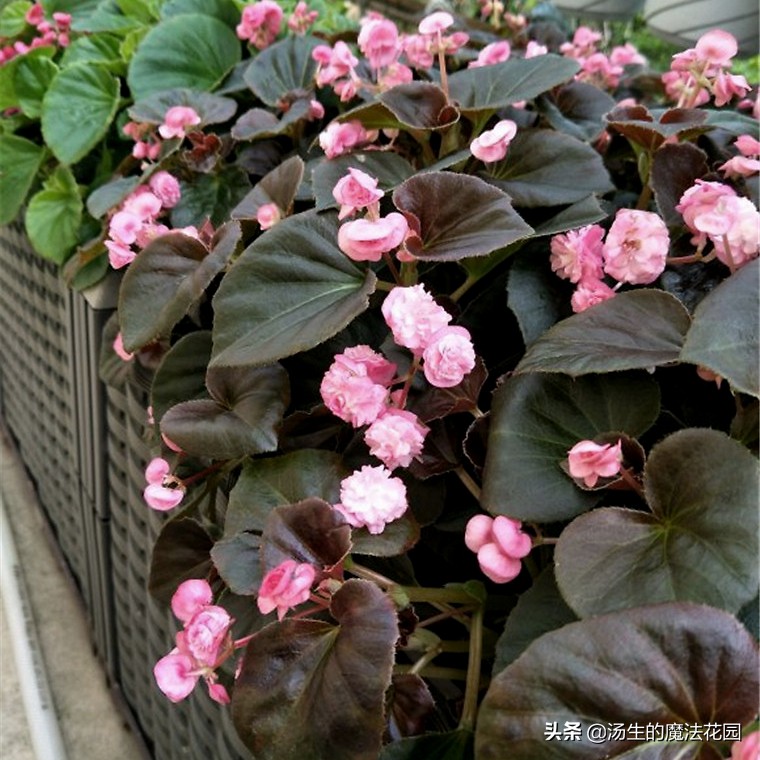 室内宜养的花海棠四季开花吗,四季海棠花开花期间怎么养护