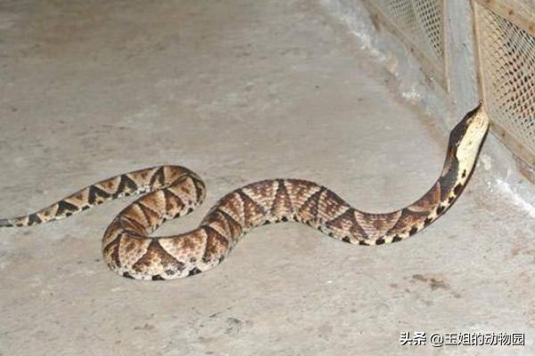 眼镜王蛇毒死大象,眼镜王蛇能毒死成年人吗