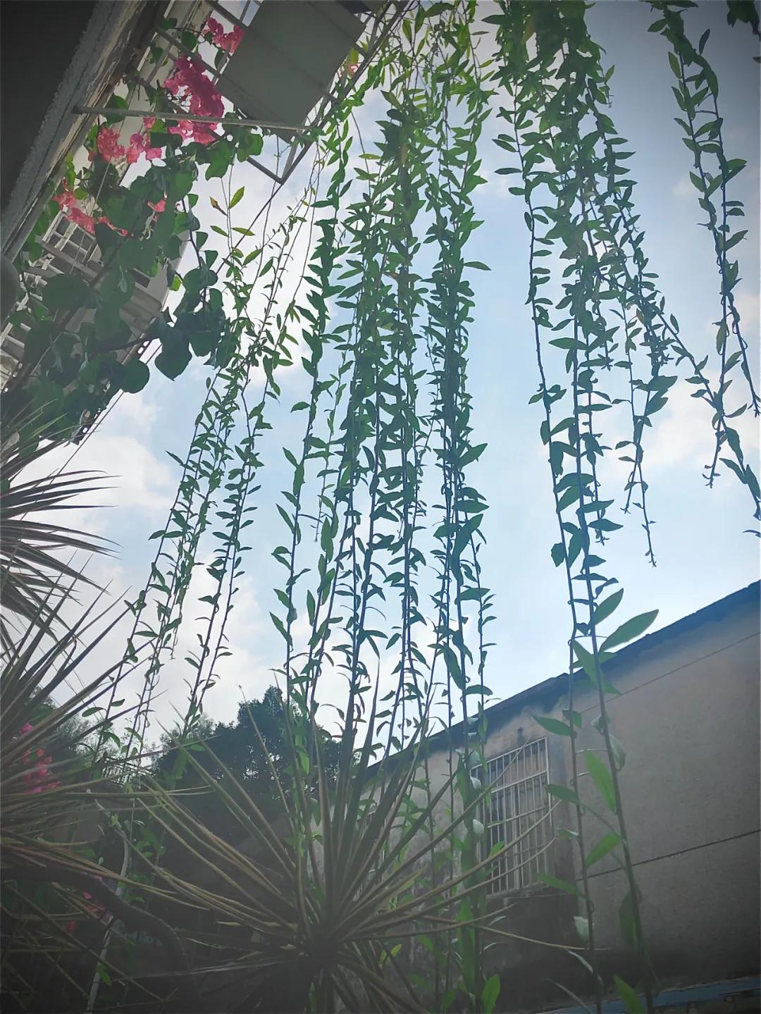 花园庭院设计花卉园艺,花园搭配的草类植物