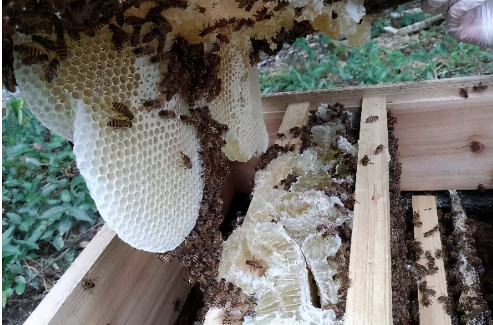 曾卖上百元1斤的土蜂蜜，城里人专门跑农村购买，为何现在少了？