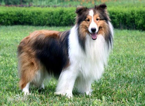 宠物狗小型犬品种排名大全及图片,性格温顺的小型犬有哪些