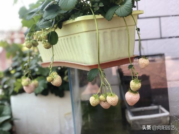 草莓在家里怎样才能种的又大又甜,原来草莓还可以这样种长见识