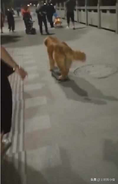 金毛狗滑板视频,最拉风的金毛