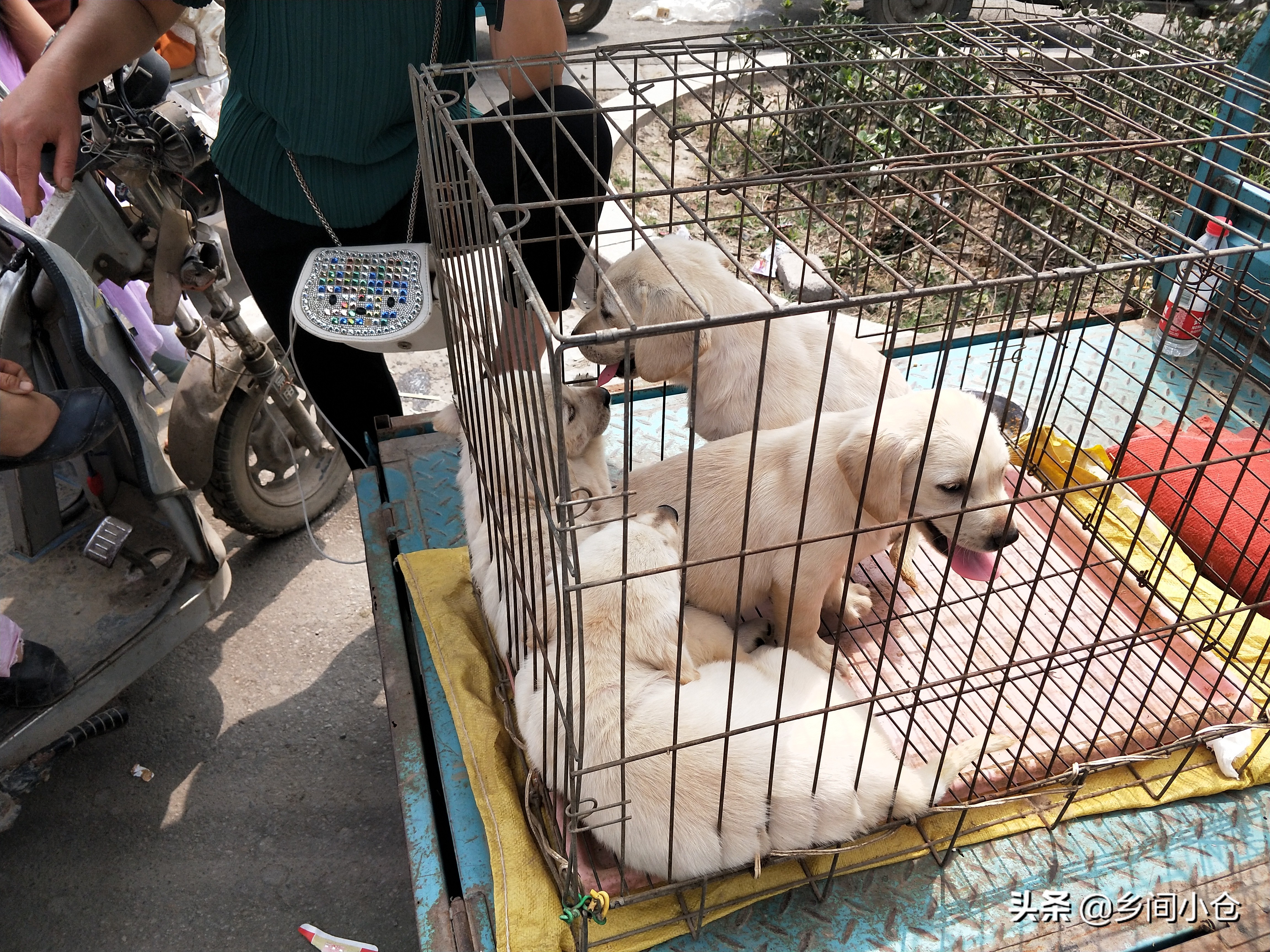 小妹子逛狗市遇到没见过的品种,大型狗市都有什么品种