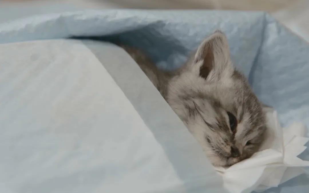 猫咪呕吐的原因及治疗办法有哪些,猫咪呕吐糊状猫粮怎么办