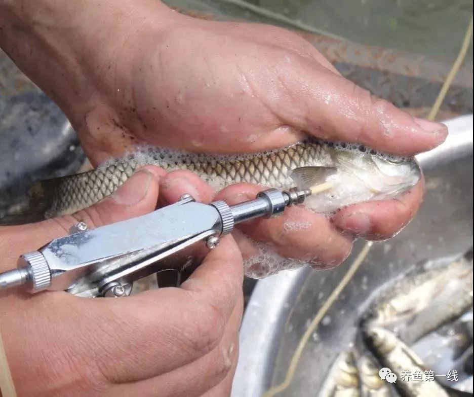 渔药标准解读系列,渔药标准