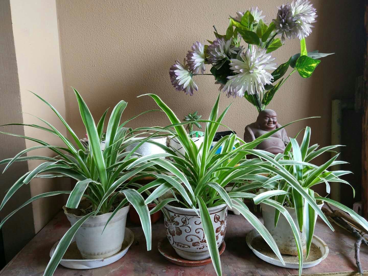 吊兰黄叶干尖怎么回事,吊兰干尖黄叶怎么办