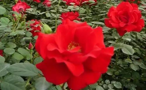 最漂亮10种微型月季,新手必入这8种月季漂亮好养