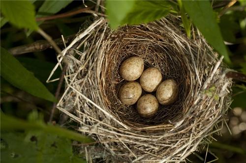 如何防止鸟窝下雨进窝出窝,鸟窝都是露天朝上遇到下雨怎么办