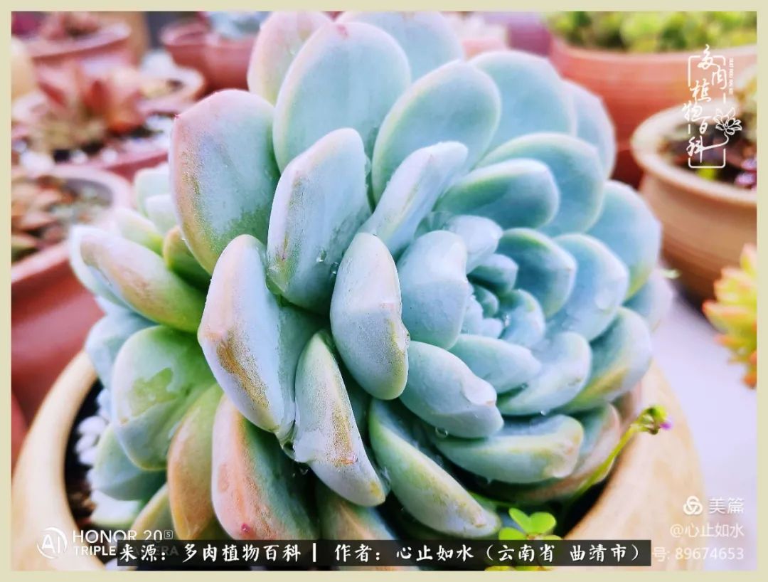 景德镇精品拇指多肉盆,轻奢多肉拇指盆3.5