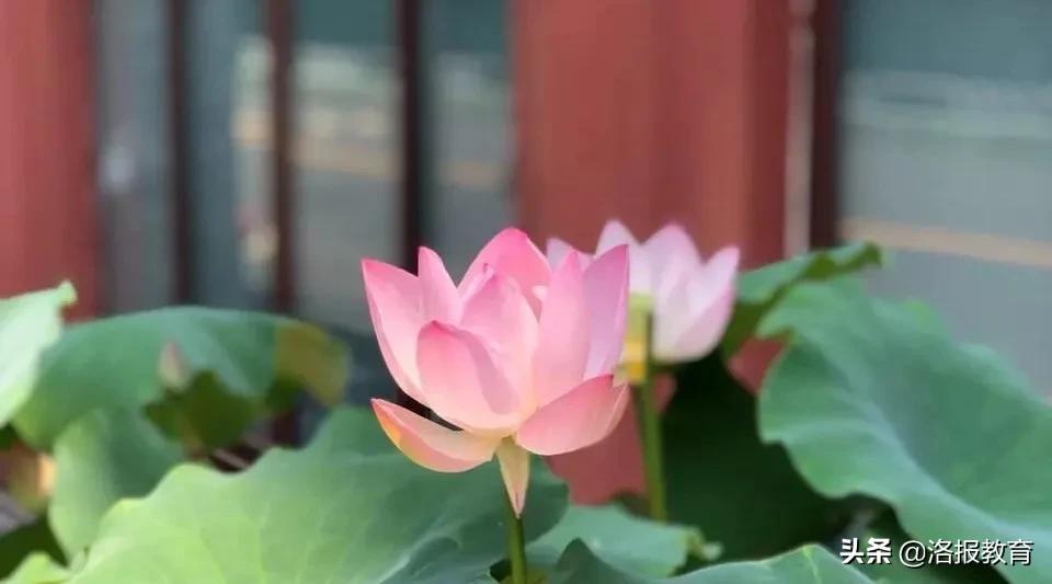 中考常用四字成语,中考必背成语大全