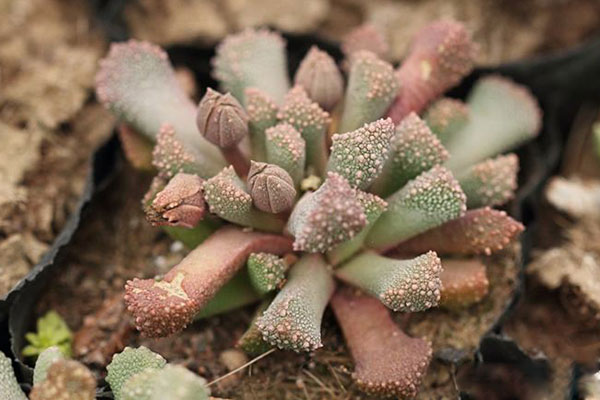 多肉天女属,用美丽的名字诱惑你买,用奇特的长相颠倒你的审美!