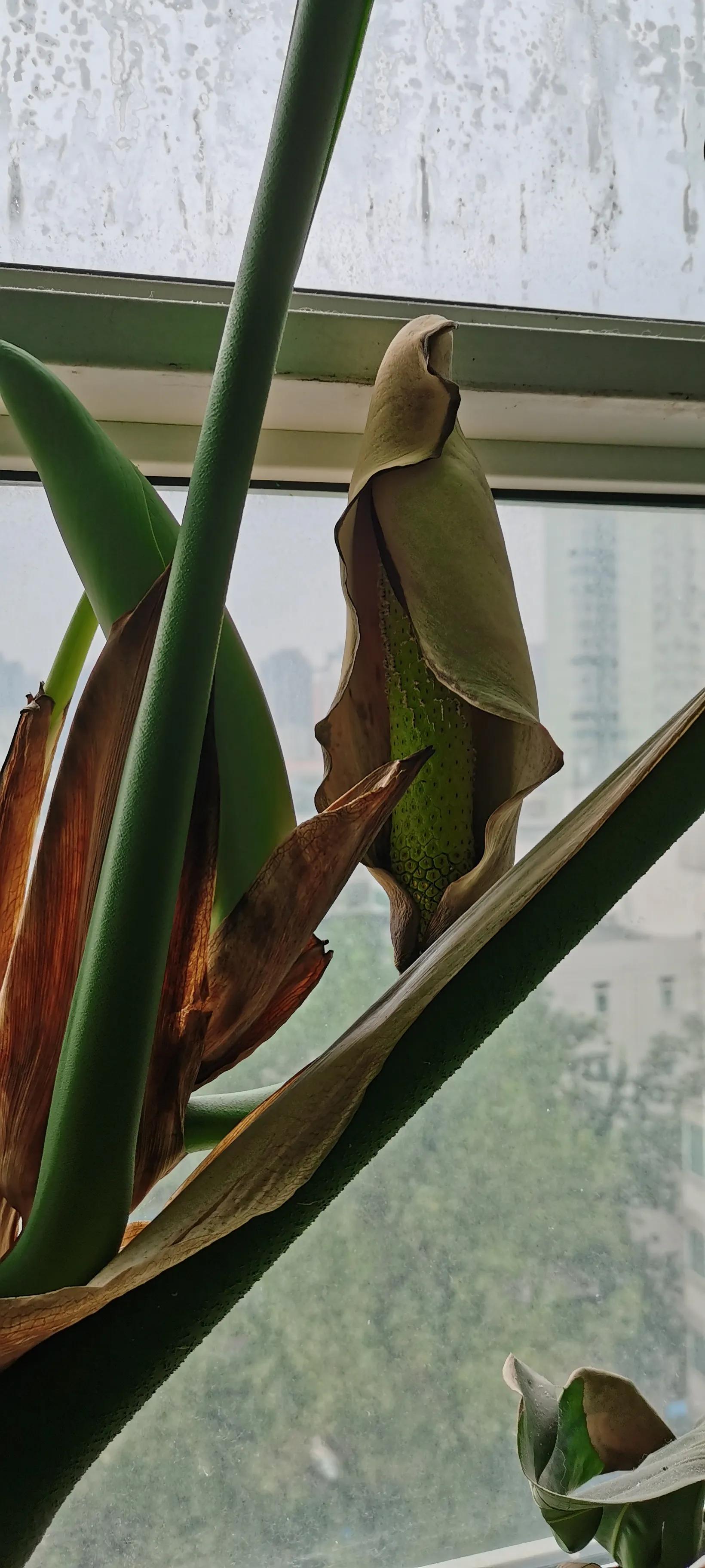 龟背竹开花养殖方法,龟背竹开花图片欣赏