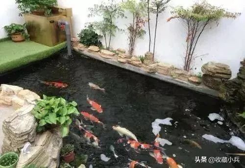 养锦鲤十大忌讳鱼池,养锦鲤最忌讳8件事