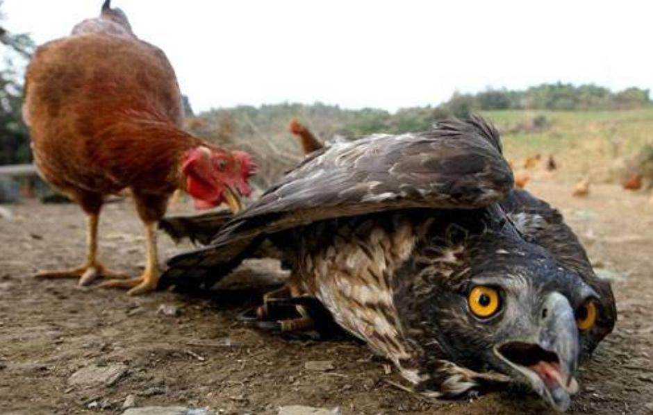 最愚蠢的*器武**大盘点：有人用冰造航母还有人用母鸡给*弹核**保暖