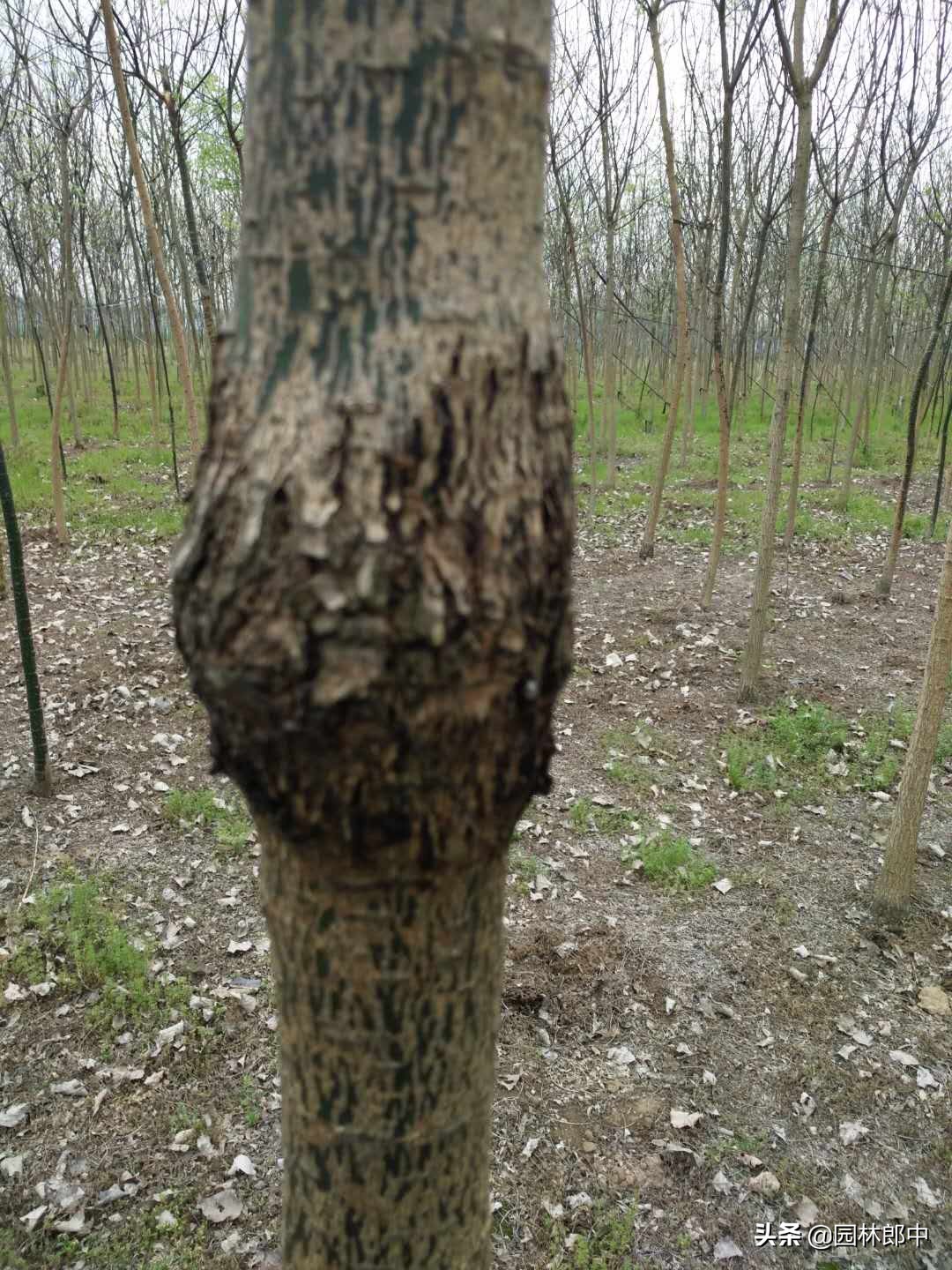 槐树树干上长疙瘩,国槐树干长疙瘩怎么回事