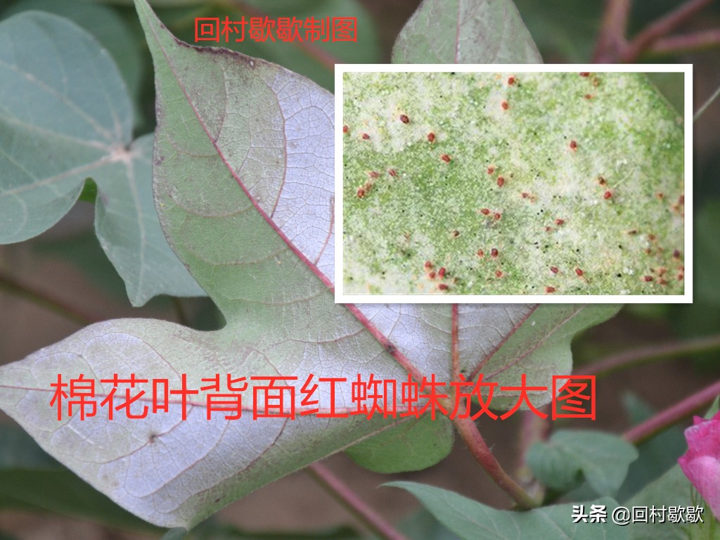 目前棉花地红蜘蛛需要防治吗,棉花红蜘蛛防治方法