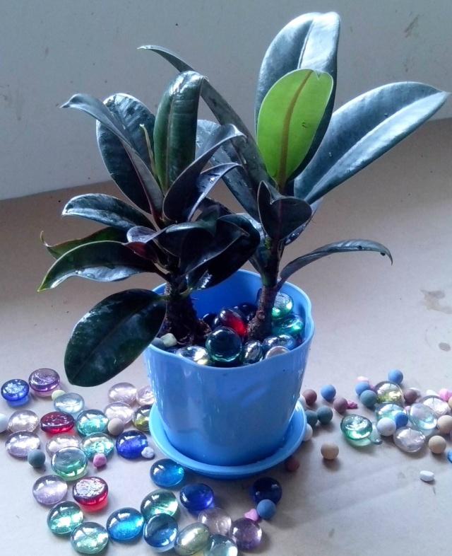 橡皮树黑金刚越长越高了怎么办,黑金刚橡皮树缺水的症状