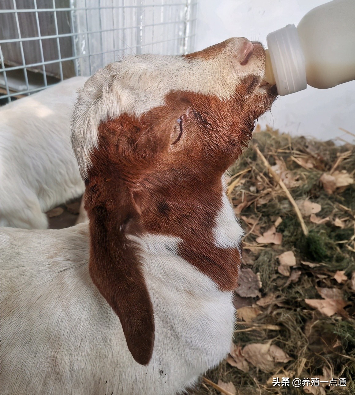 90后养羊专业户,最赚钱的养羊模式