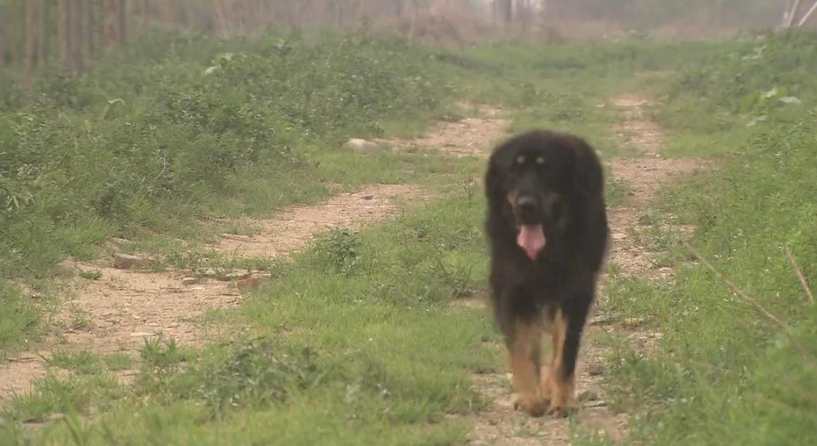 藏獒被抛弃咬舌自尽的电影,藏獒咬舌自尽是真的吗