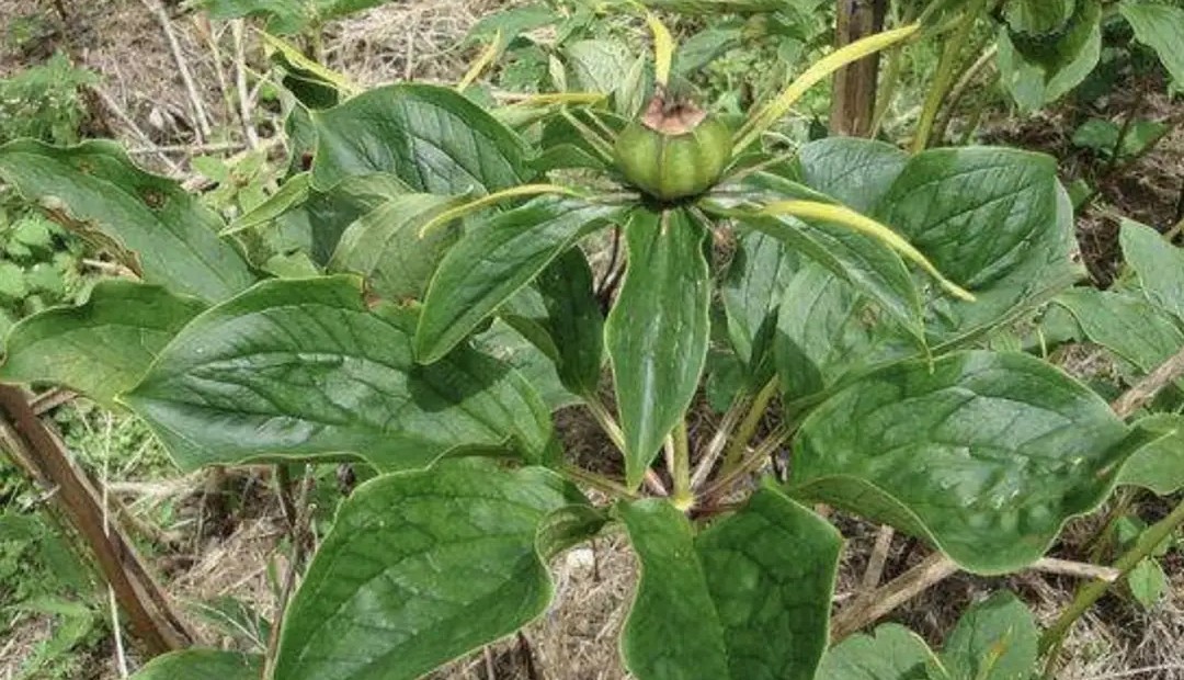 热带雨林最珍贵的植物,七叶一枝花濒危植物