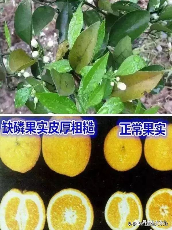 缺氮缺磷缺钾的表现,缺氮缺磷缺钾会怎么样