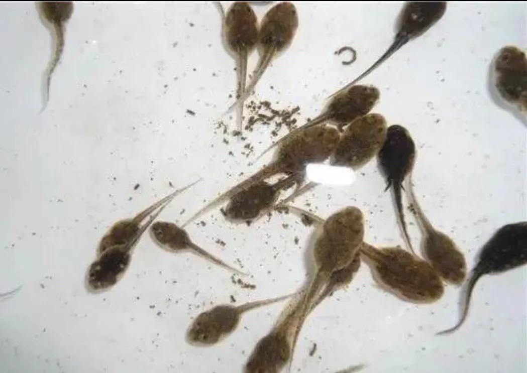 可爱的小蝌蚪视频,可爱的小蝌蚪三年级300字