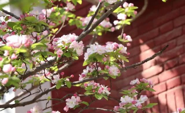 高考之前细说天津高校｜天津大学，中国第一所现代大学