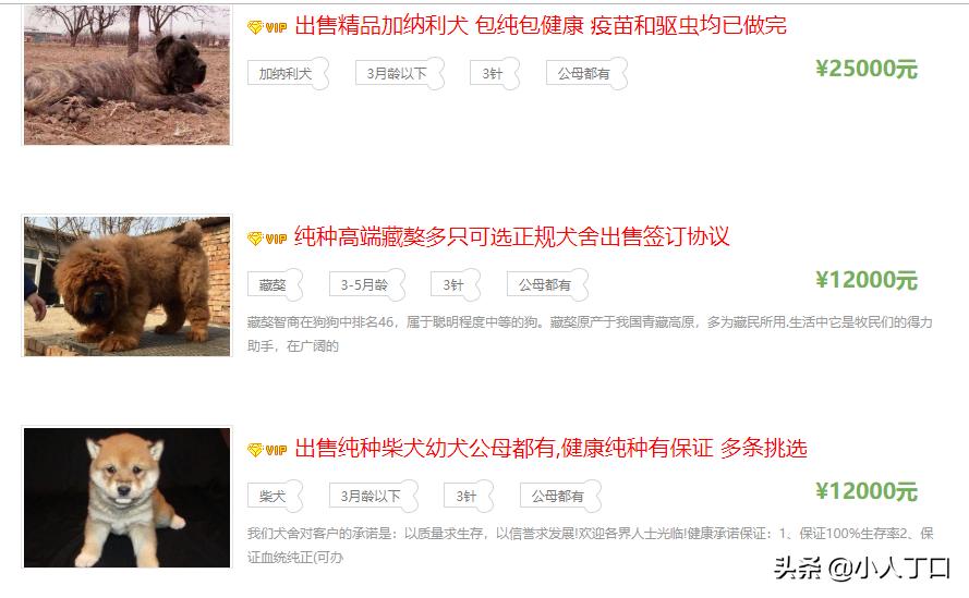 科普30种比较出名的宠物狗,公认最好养的十种宠物狗