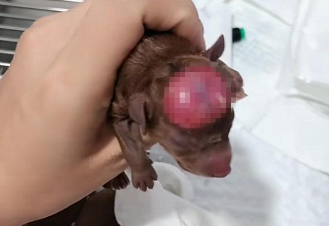 泰迪生小狗难产,泰迪剖腹产医生说小狗死了