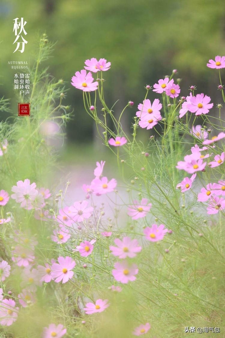 秋分一半热烈一半安详,秋分秋天分两半