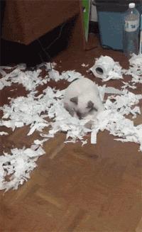 猫咪挑食纠正过来后还能喂零食吗,猫咪出现挑食情况铲屎官怎么办