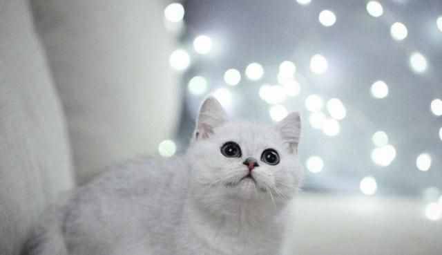 英国短毛猫的种类特别多,哪种是你的心头爱?最爱橘色“金胖子”