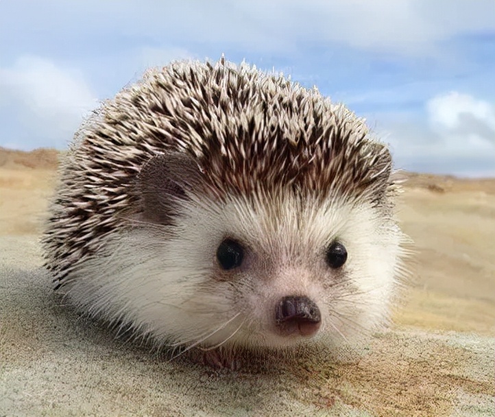 最适合懒人养的宠物前十名,适合懒人养的十大宠物