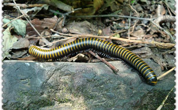 快给非洲迷你刺猬咬吧！咬了涂刺就算征服它了？小心被白咬了