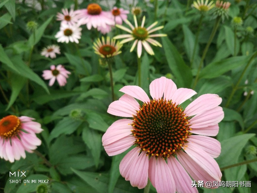 北戴河鸽子窝公园旅游攻略,北戴河鸽子窝一日游