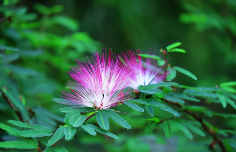 能让人安静下来的一味中药,一味中药胜过安眠药