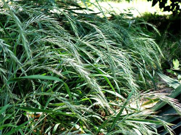 四子王旗羊肉卷,四子王旗染头发