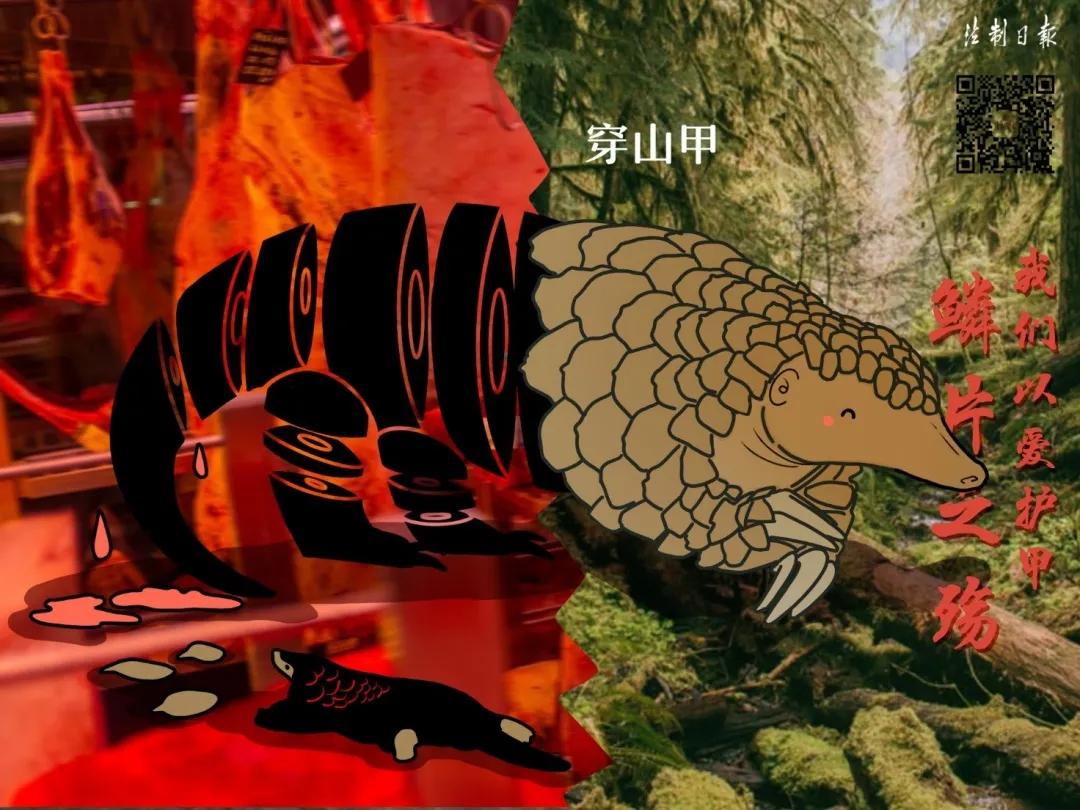 远离野味的漫画,拒绝野味漫画