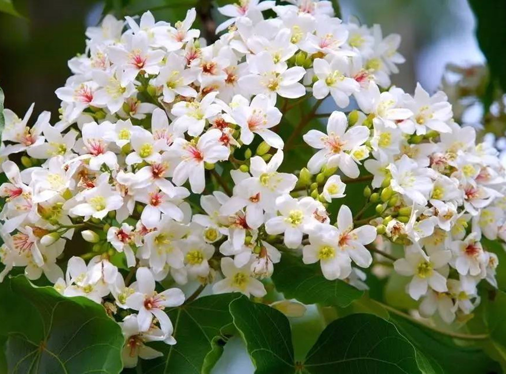 油桐树花开图片,油桐开花时间和方法