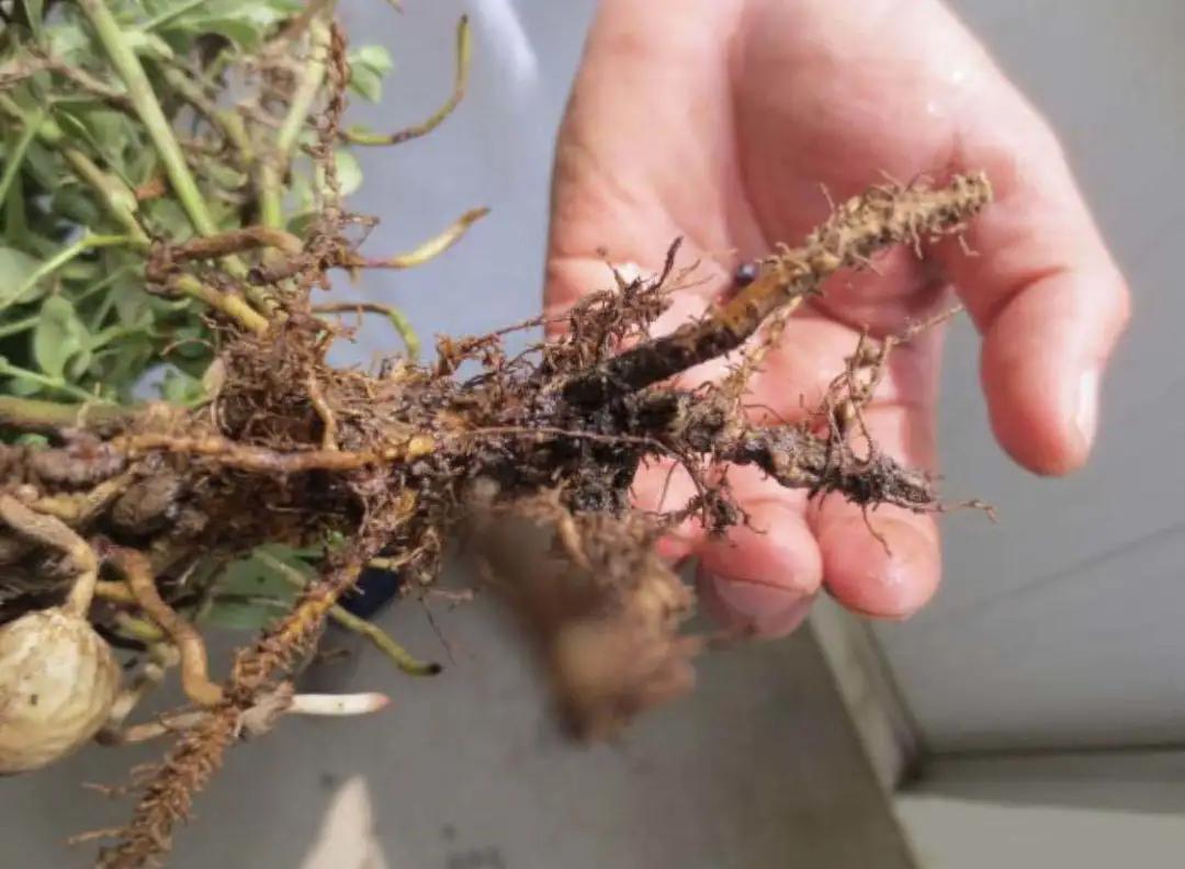 各种作物地下害虫一招解决,庄稼地里的害虫