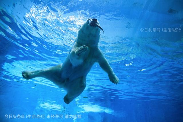 看长隆烟花,珠海长隆看烟花拍摄