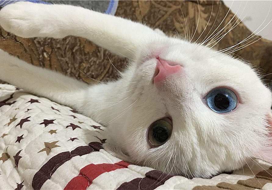 铲屎官用风油精对猫咪有什么影响,抽烟会不会导致猫咪得猫鼻支