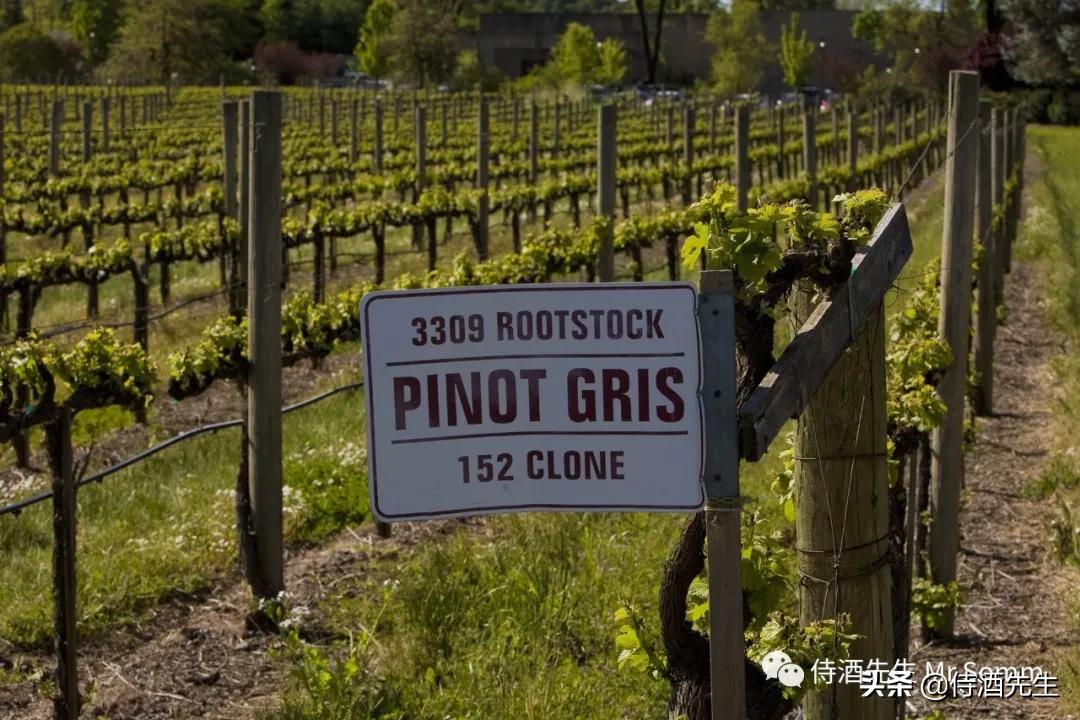 罗马生活灰皮诺干白葡萄酒,三款葡萄酒