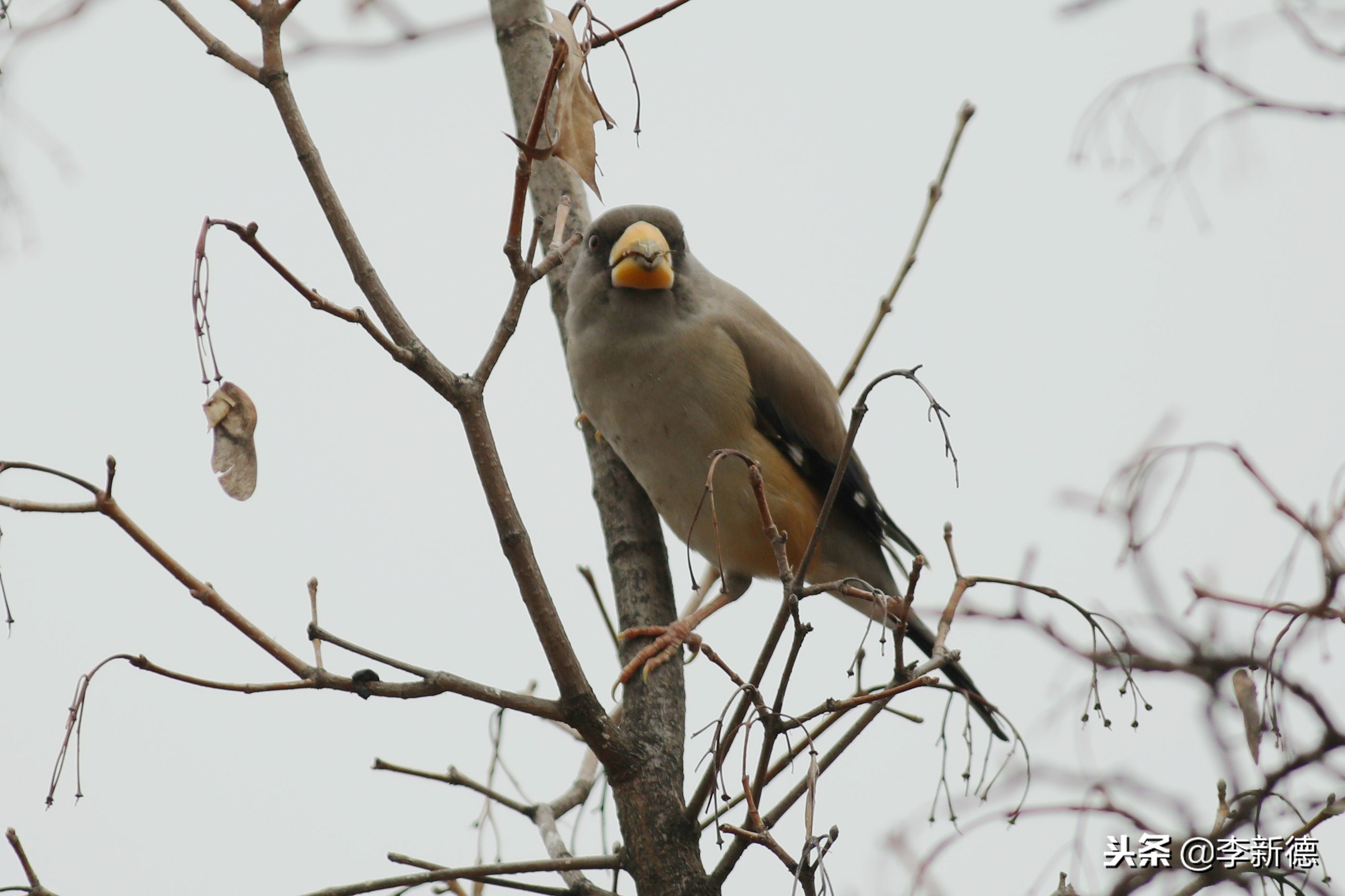 安徽铜嘴鸟,合肥拍鸟视频大全