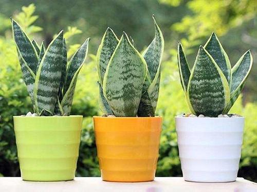 虎皮兰萎蔫怎么办,虎皮兰最怕什么